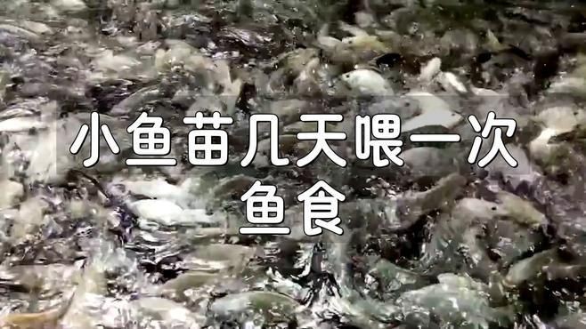 2～3厘米小魚幾天喂一次