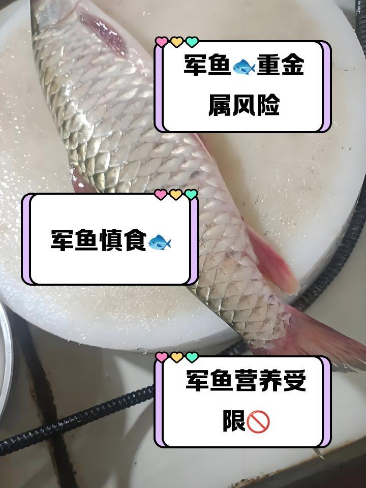 軍魚身上的肉有寄生蟲嗎