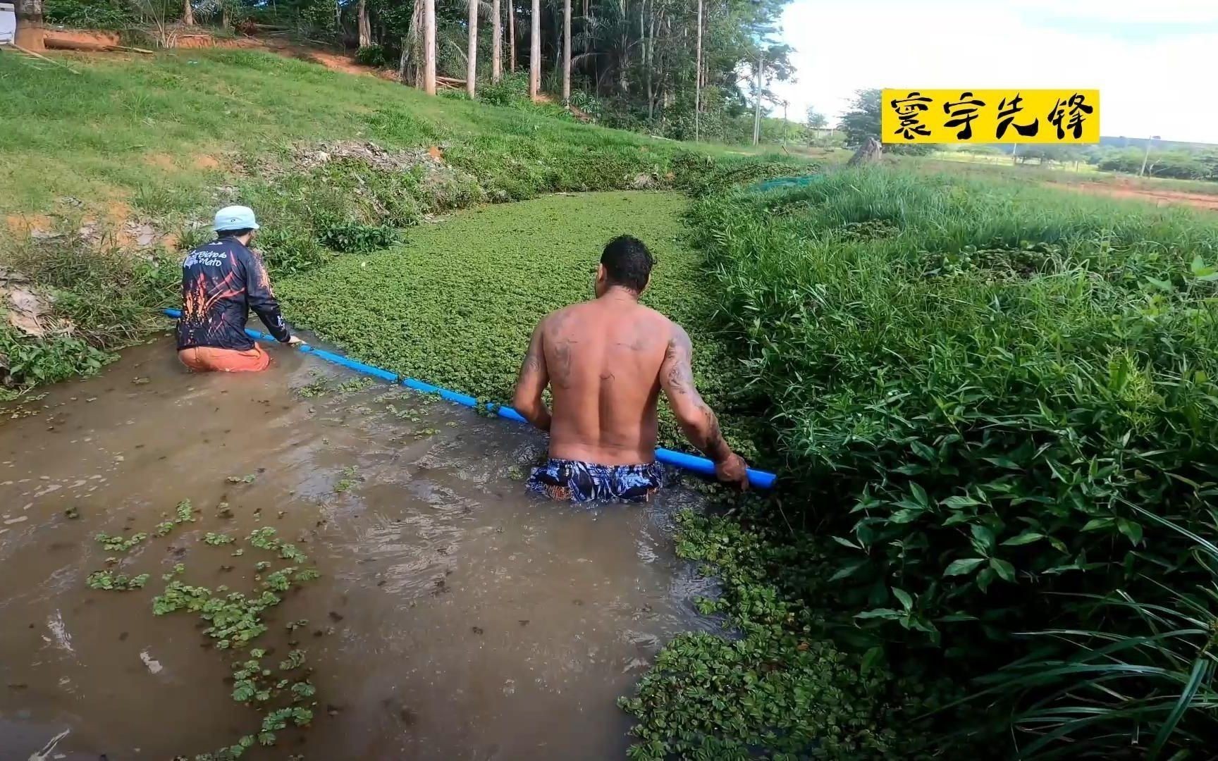巨骨舌魚真實傷人視頻