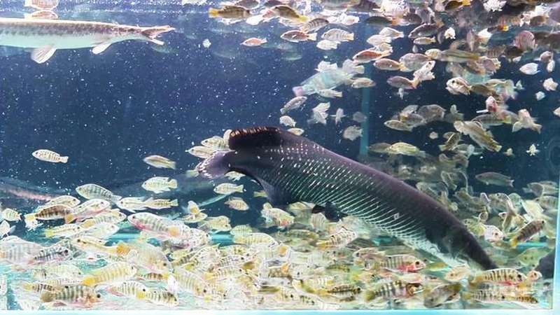 巨骨舌魚能打敗鱷雀鱔嗎