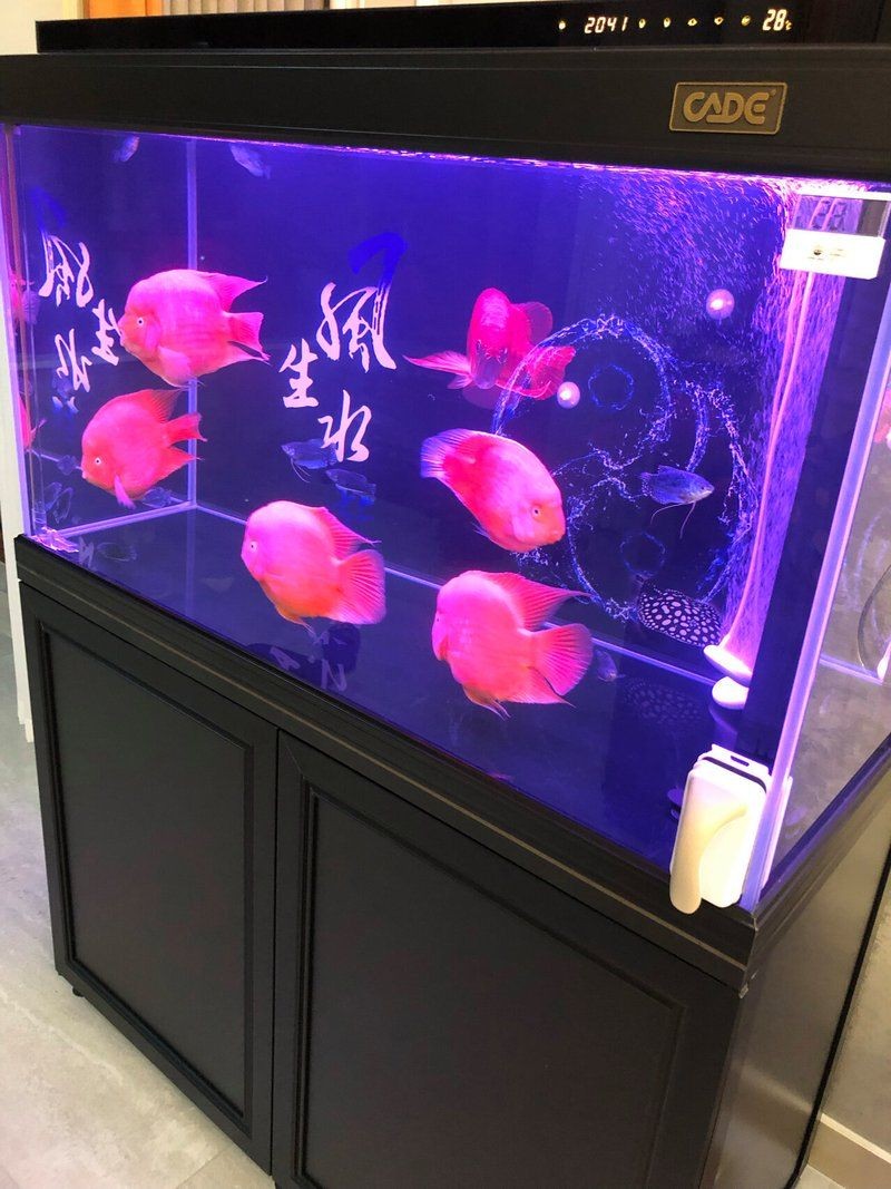 九鼎魚缸和彩蝶哪個好