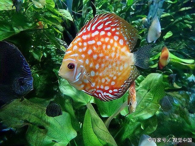 七彩神仙魚蒙眼最好最快的辦法
