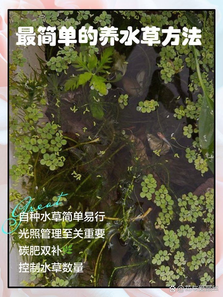 吉印燈養水草最簡單三個步驟