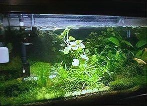 吉印燈養水草最簡單三個步驟