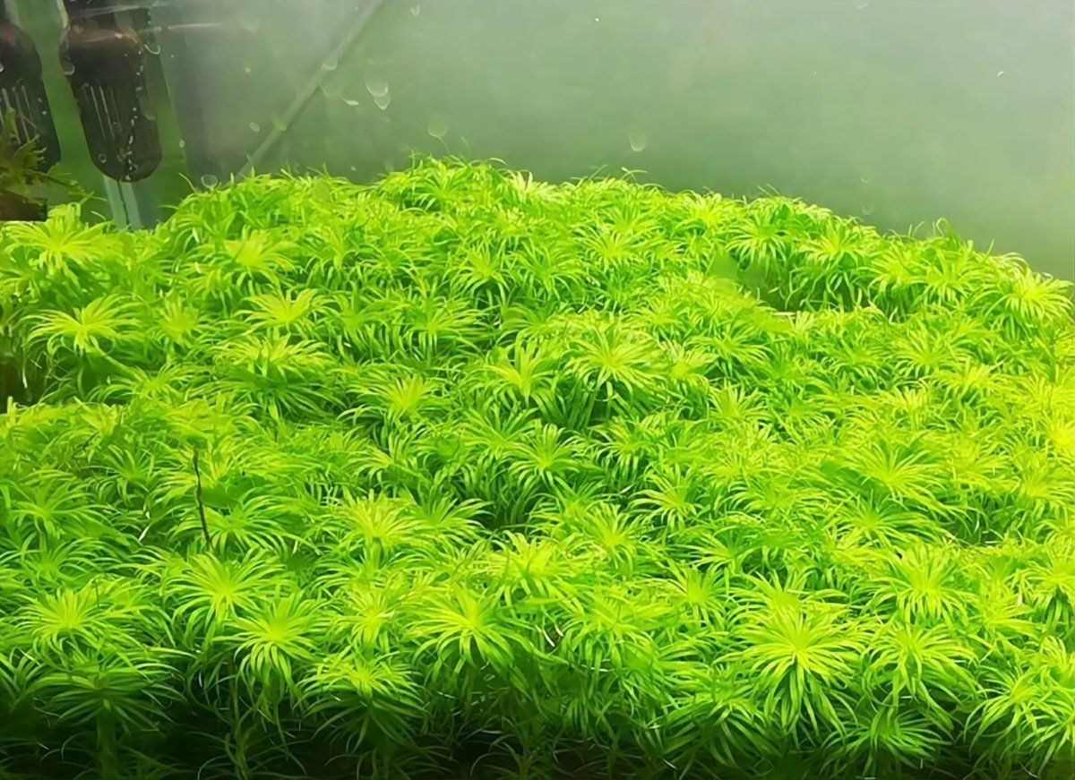 吉印燈養水草最簡單三個步驟