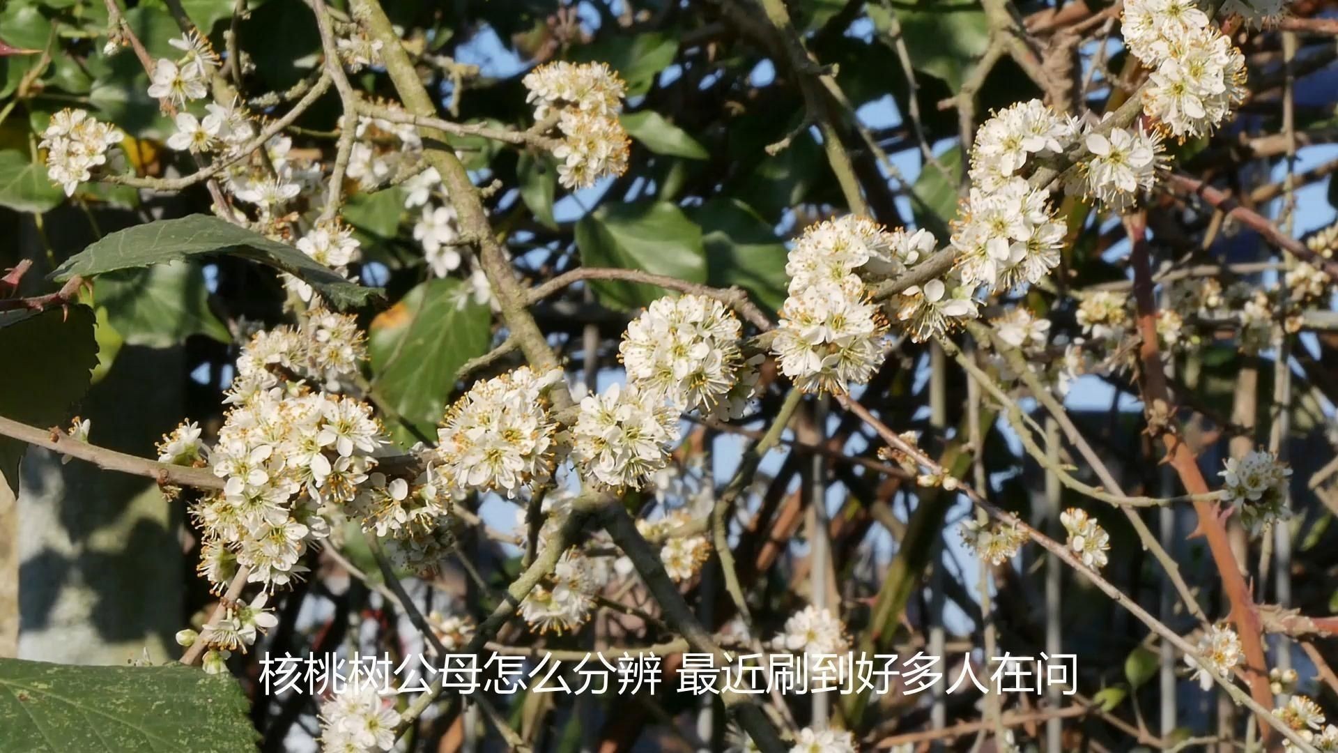 核桃公母怎么分辨
