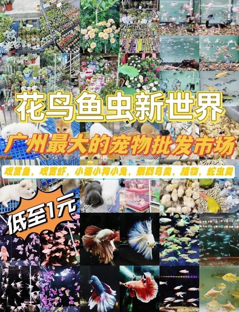 廣州市觀賞魚批發市場 廣州市觀賞魚批發市場 龍魚論壇 第16張