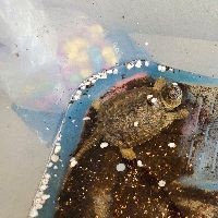廣州市觀賞魚批發市場 廣州市觀賞魚批發市場 龍魚論壇 第8張