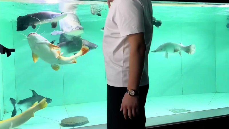 巨暴牙魚vs巨骨舌魚