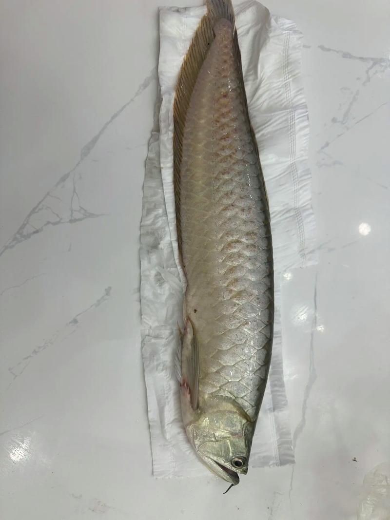 全龍魚圖片