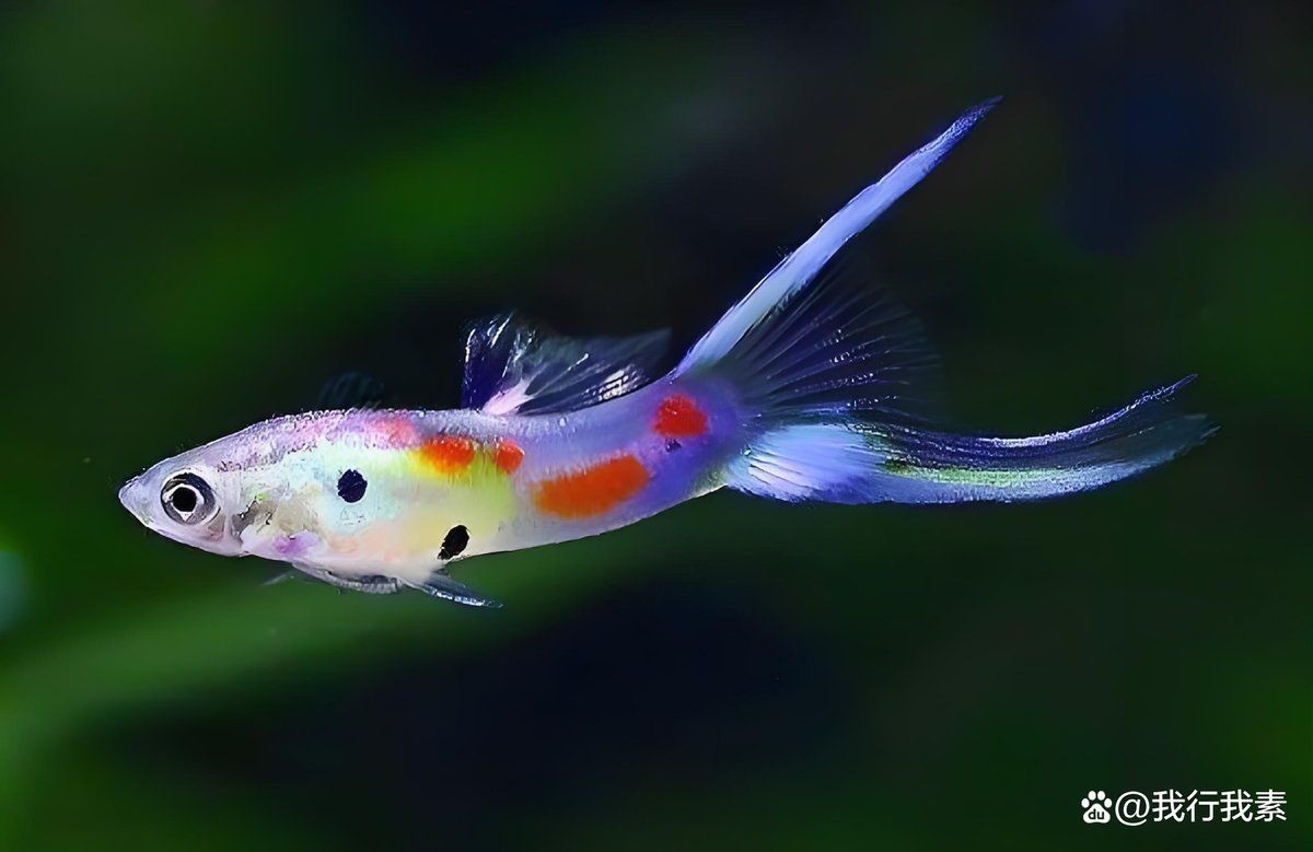 孔雀魚喜陰還是喜陽光