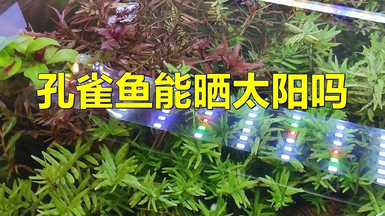 孔雀魚喜陰還是喜陽光