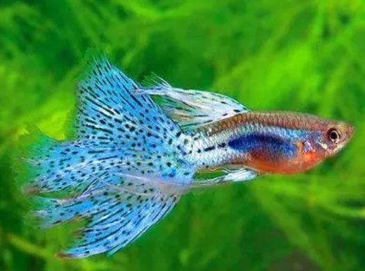 孔雀魚喜陰還是喜陽光