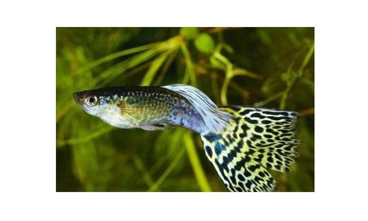 孔雀魚喜陰還是喜陽光