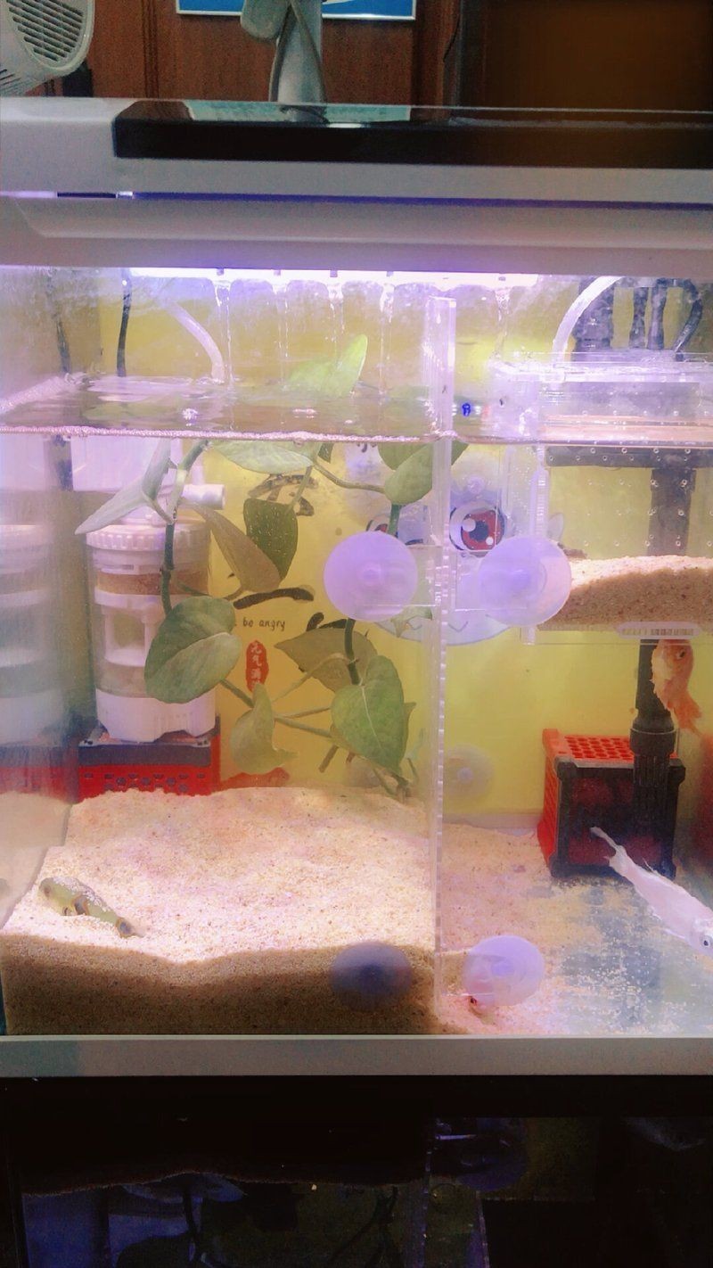 弓斑河豚和潛水艇哪個好 龍魚論壇 第4張 弓斑河豚和潛水艇哪個好 弓斑河豚和潛水艇哪個好 龍魚論壇 第4張