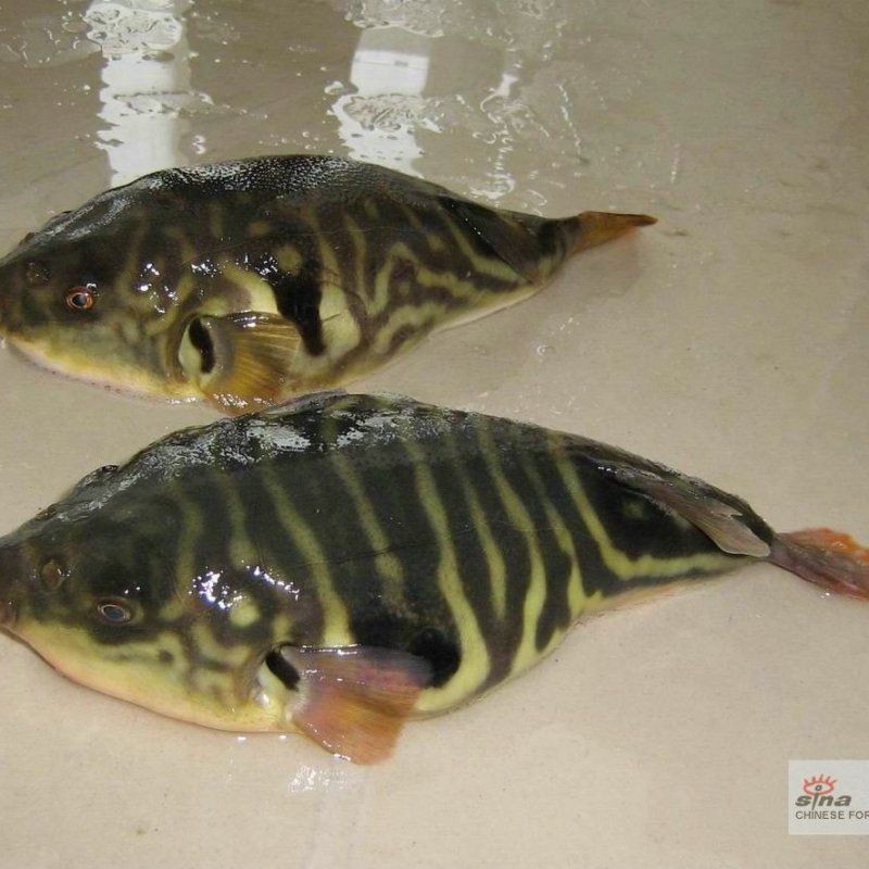 弓斑河豚和潛水艇哪個好 龍魚論壇 第5張 弓斑河豚和潛水艇哪個好 弓斑河豚和潛水艇哪個好 龍魚論壇 第5張