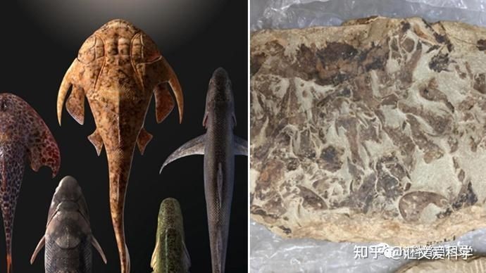 古代魚有哪些種類