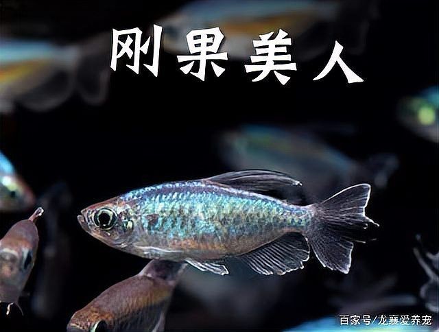 剛果美人魚最忌三種魚