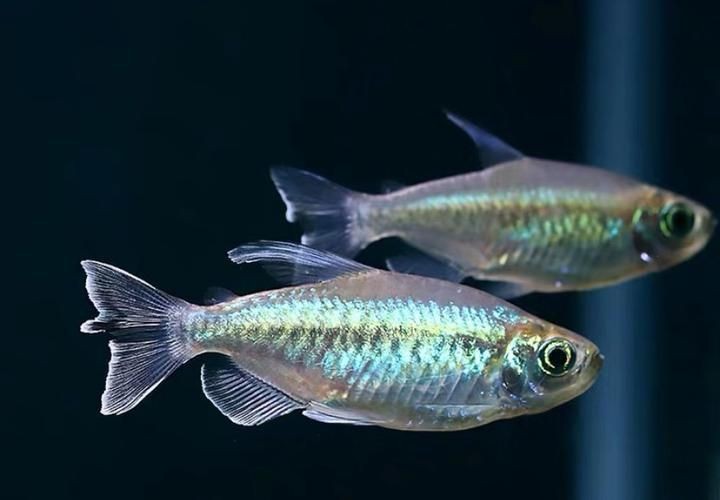 剛果美人魚最忌三種魚