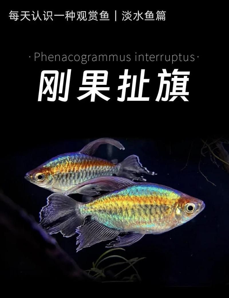 剛果美人魚最忌三種魚