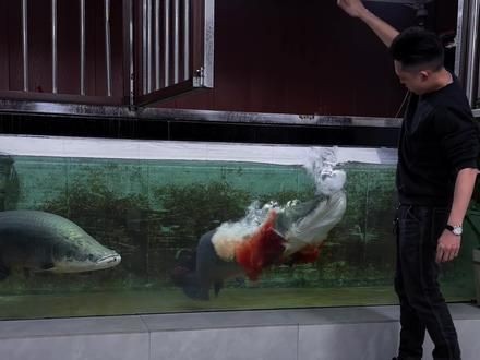巨骨舌魚噴的血霧是什么 巨骨舌魚噴的血霧是什么 龍魚百科 第4張