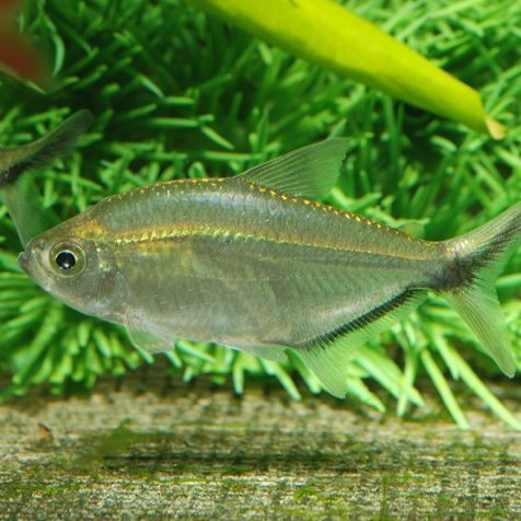 勾魚圖片