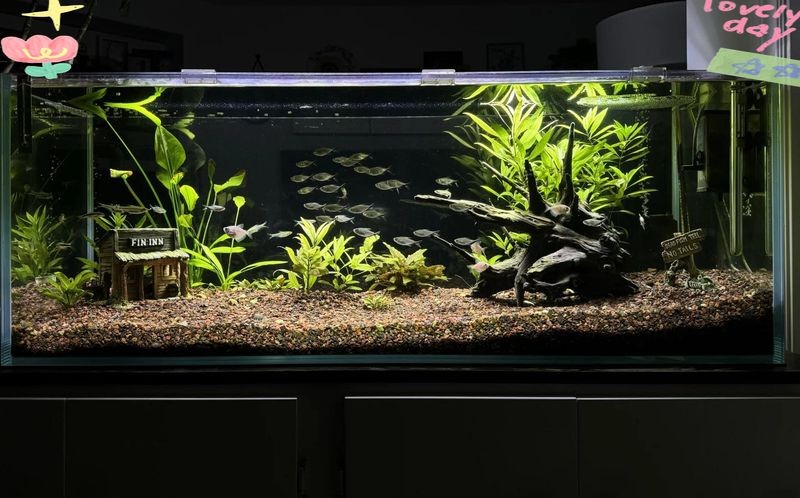 勾魚圖片