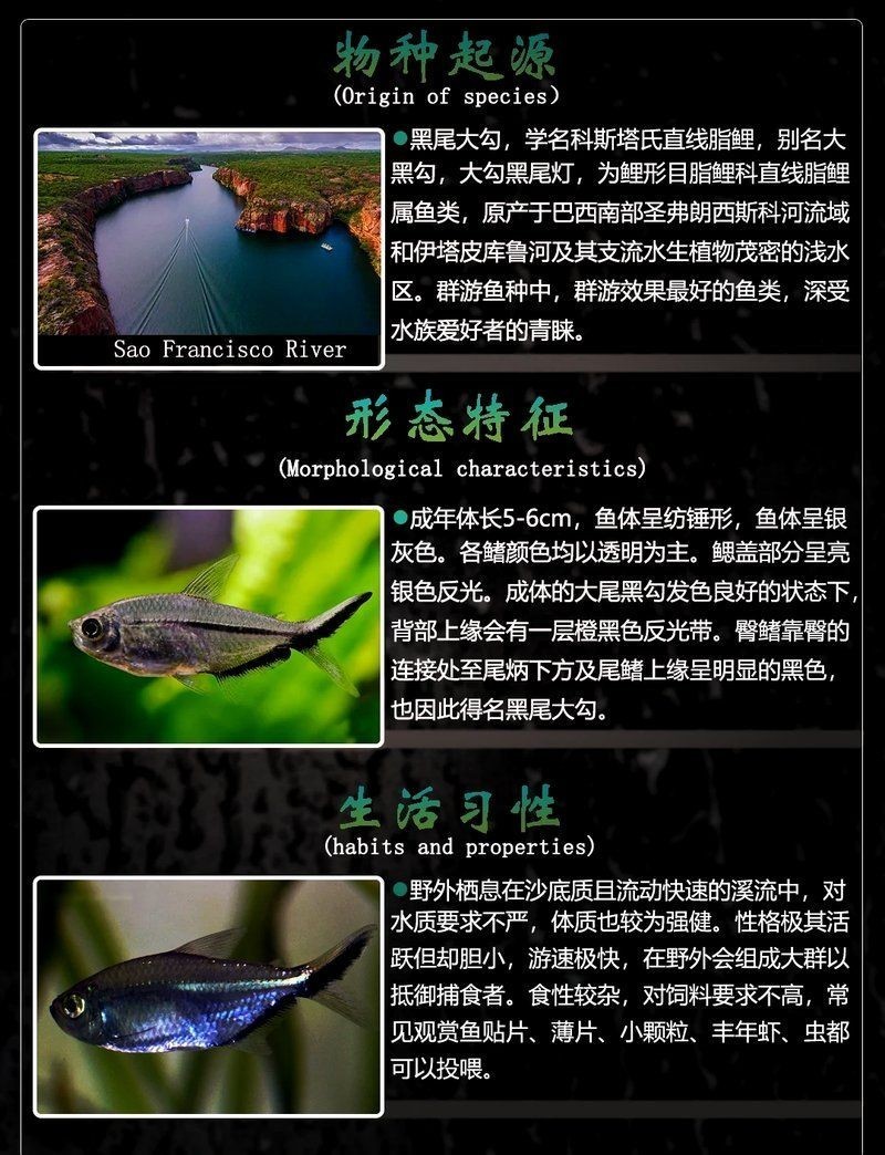 勾魚圖片