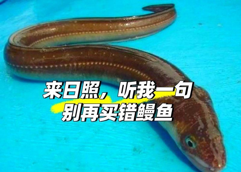勾魚圖片
