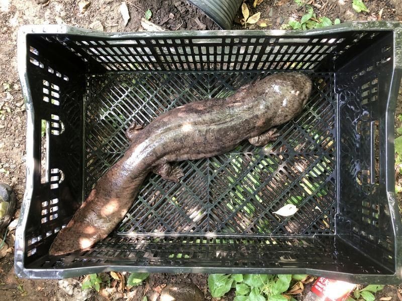 四腳魚怎么養(yǎng),吃什么