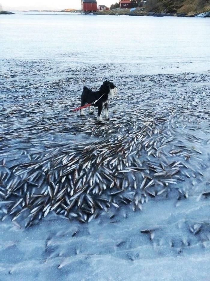 四腳魚怎么養,吃什么