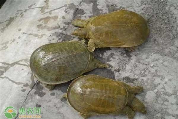 四腳魚怎么養,吃什么