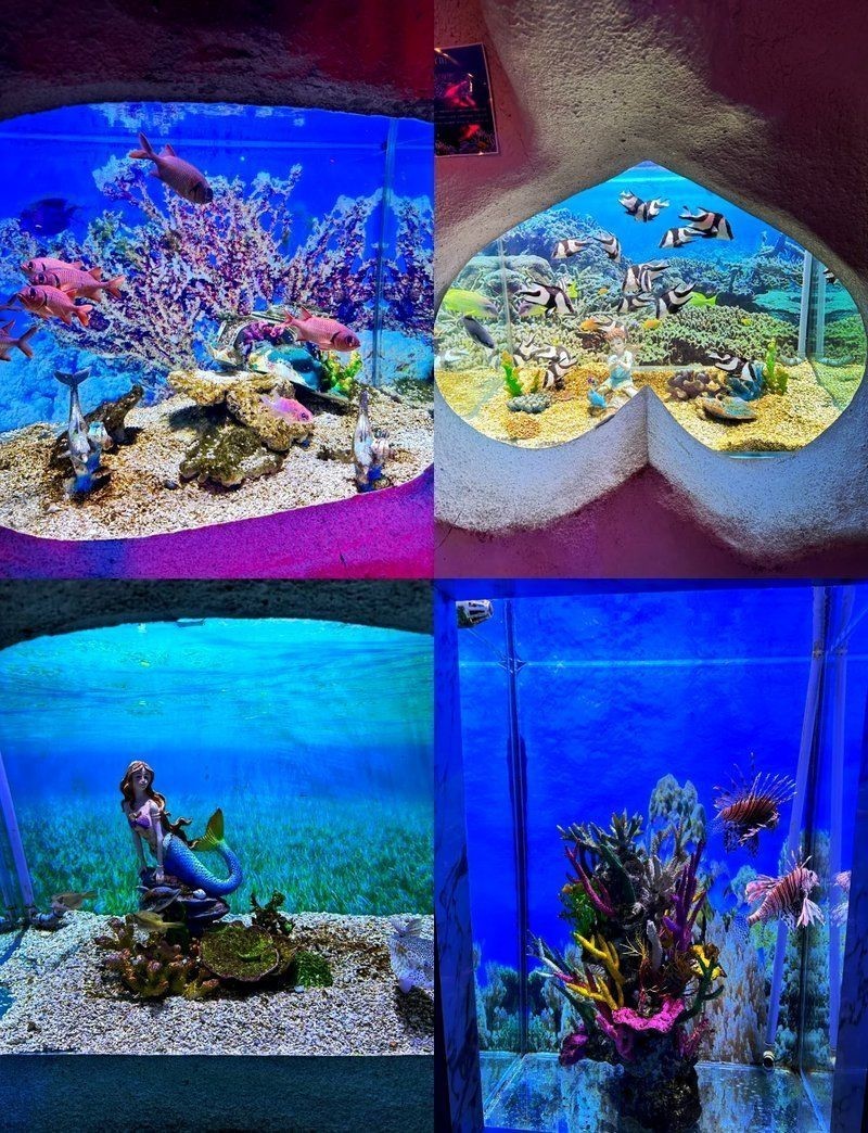 保定水族店 保定水族店 全國水族館企業名錄 第6張