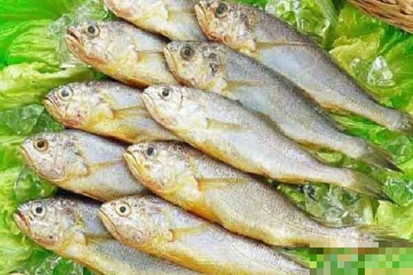 大金頭過背金龍魚多少錢