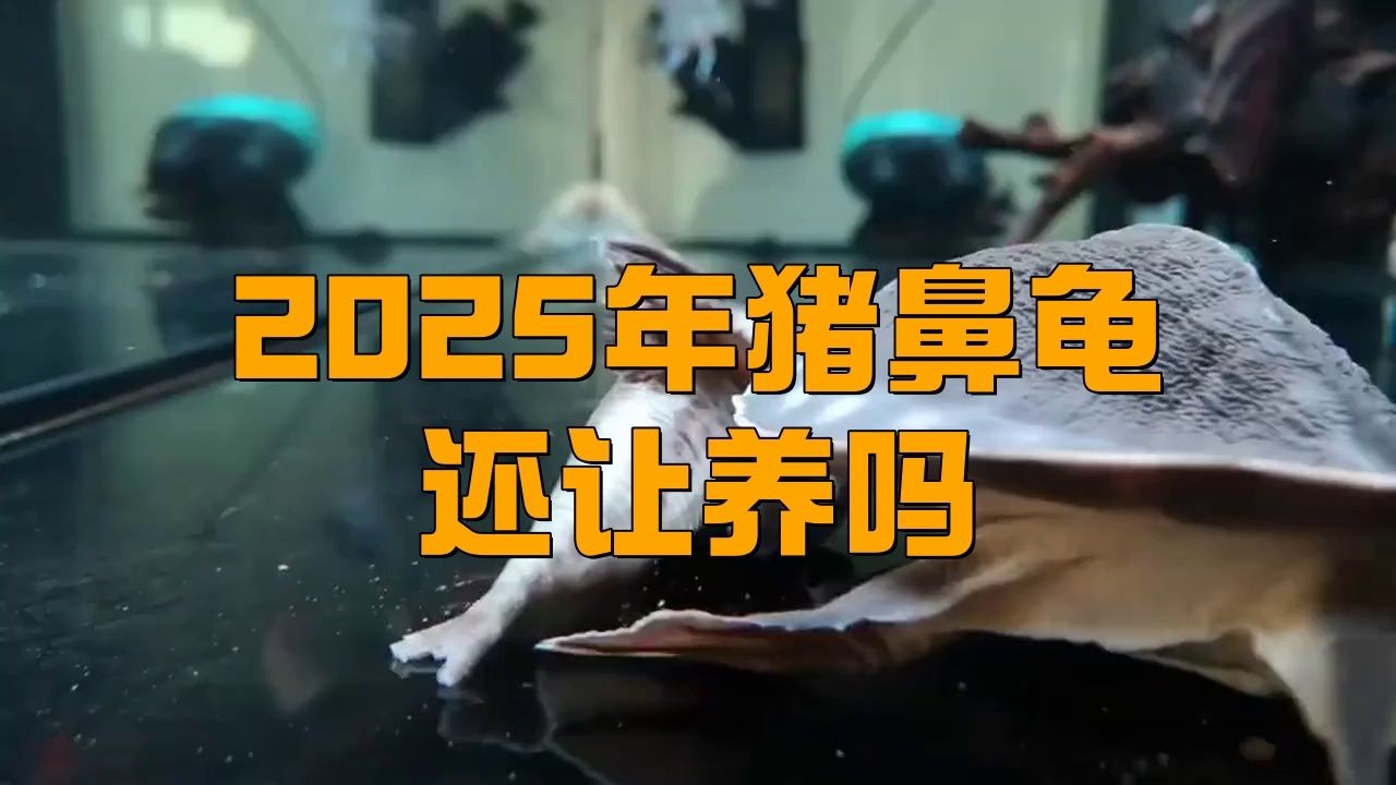 個人合法養龜要辦什么證 個人合法養龜要辦什么證 全國水族館企業名錄 第2張