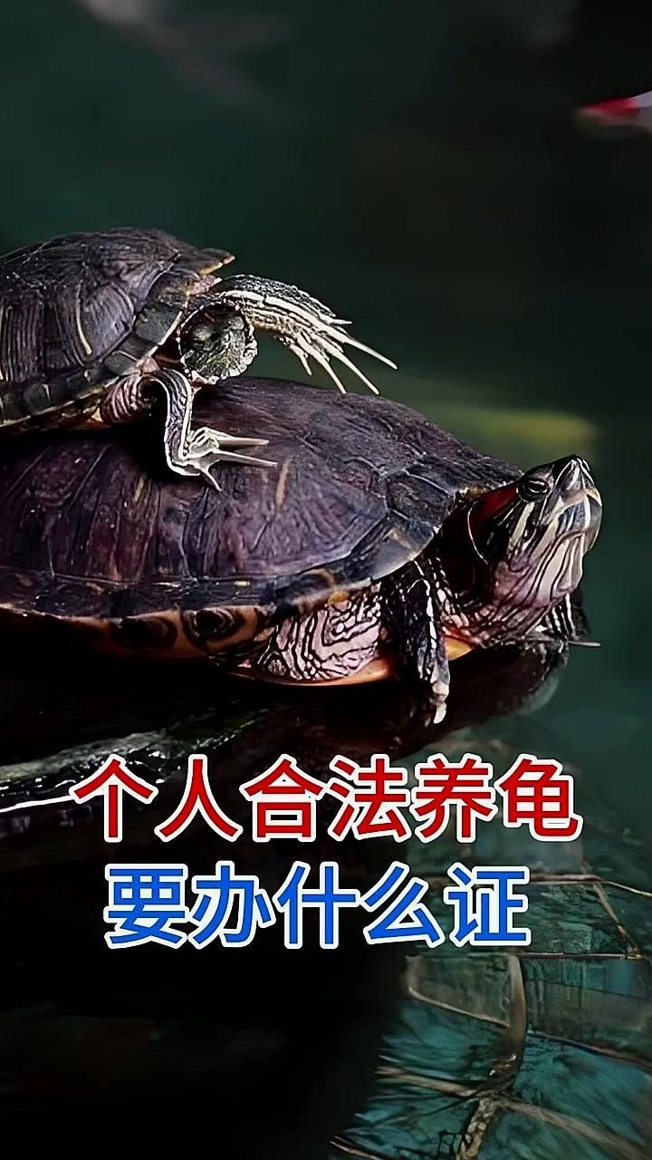 個人合法養龜要辦什么證 個人合法養龜要辦什么證 全國水族館企業名錄 第1張