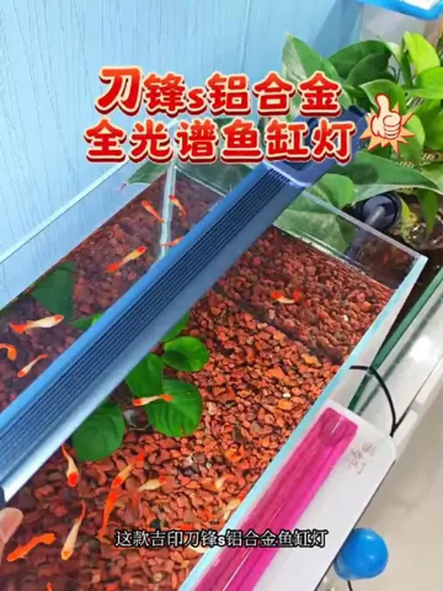 吉印魚缸燈哪種最清澈好 龍魚論壇 第1張 吉印魚缸燈哪種最清澈好 吉印魚缸燈哪種最清澈好 龍魚論壇 第1張