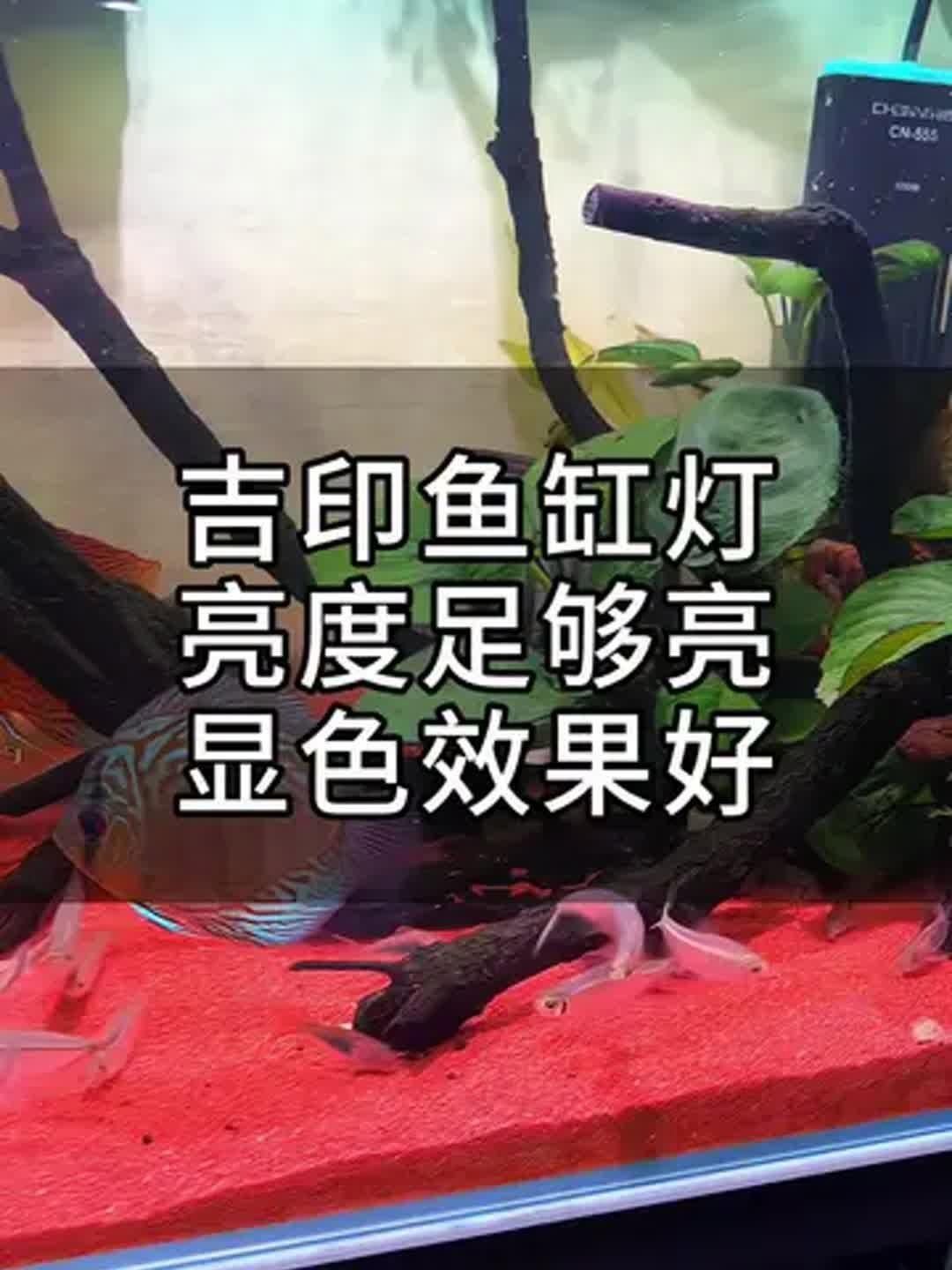 吉印魚缸燈哪種最清澈好 龍魚論壇 第5張 吉印魚缸燈哪種最清澈好 吉印魚缸燈哪種最清澈好 龍魚論壇 第5張