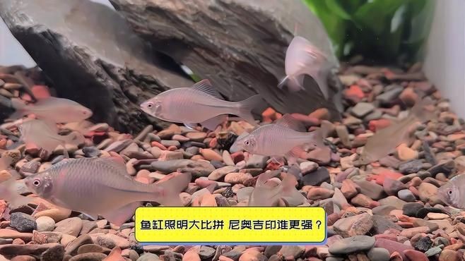 吉印魚缸燈哪種最清澈好 龍魚論壇 第3張 吉印魚缸燈哪種最清澈好 吉印魚缸燈哪種最清澈好 龍魚論壇 第3張