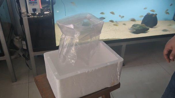 活體魚一般怎么快遞