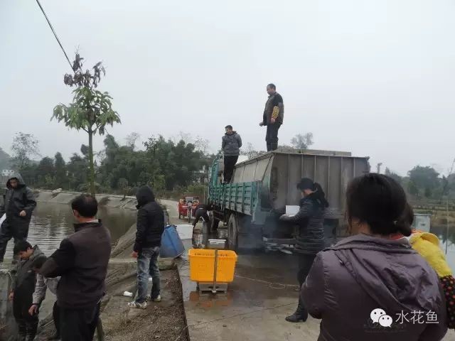 活體魚一般怎么快遞