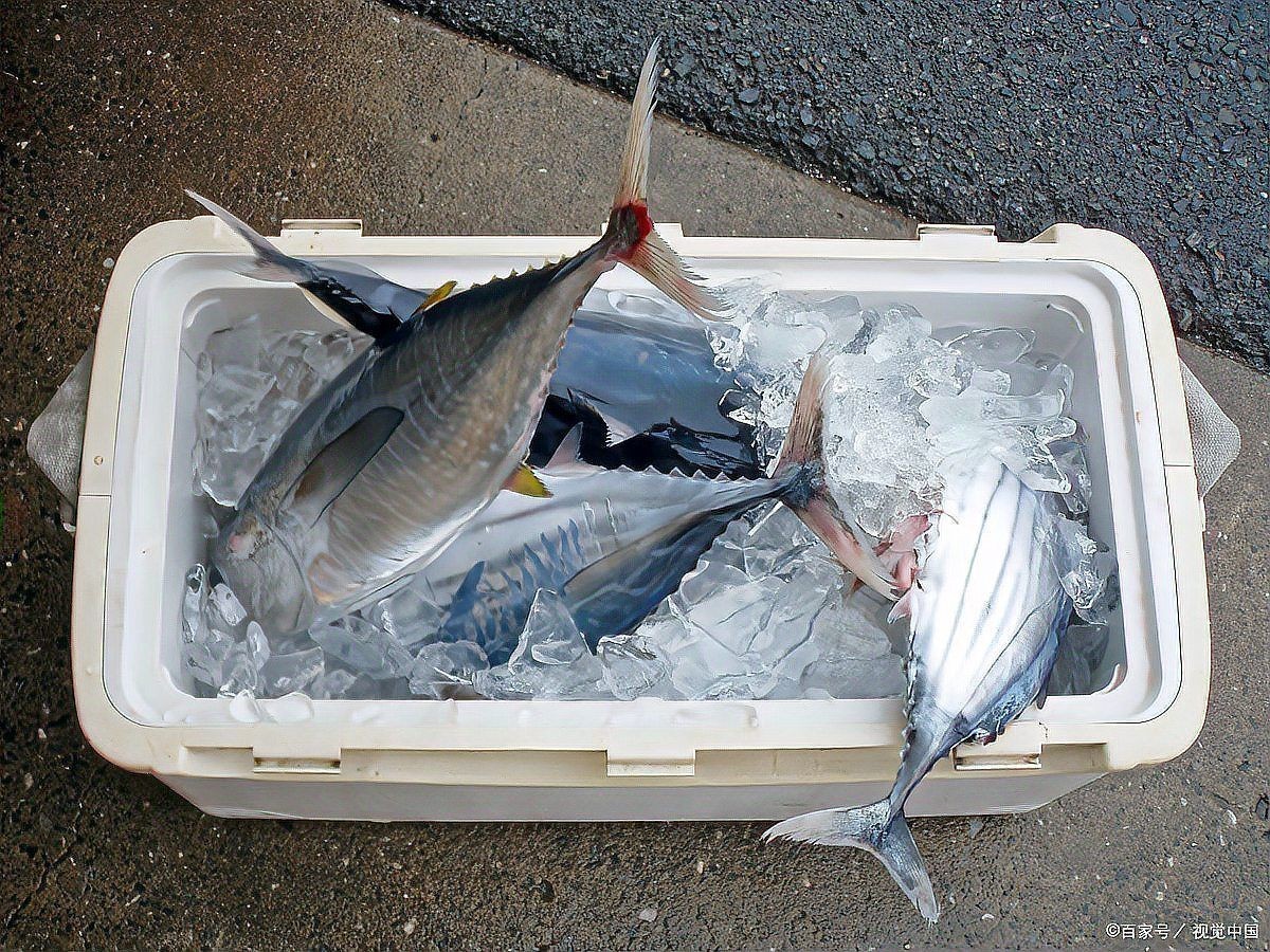 活體魚一般怎么快遞