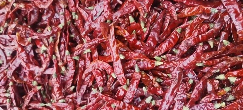 各種干辣椒品種和特點 龍魚論壇 第5張 各種干辣椒品種和特點 各種干辣椒品種和特點 龍魚論壇 第5張