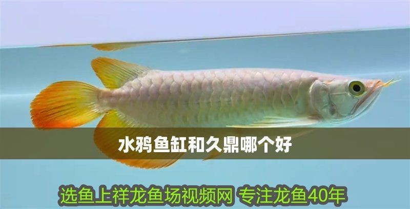 久鼎魚缸是雜牌還是名牌
