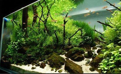 廈門魚缸定做