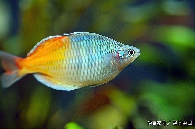一個魚缸里能混養幾種魚