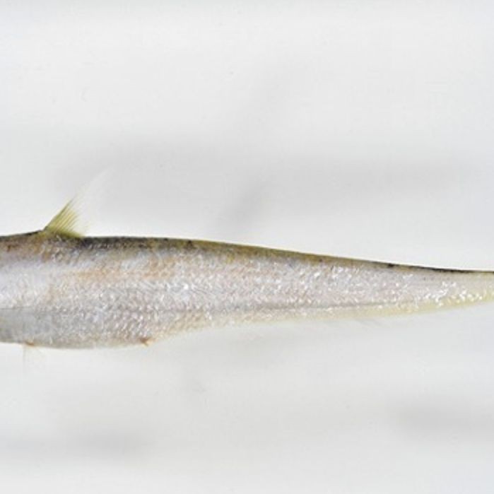 和刀魚相似的魚
