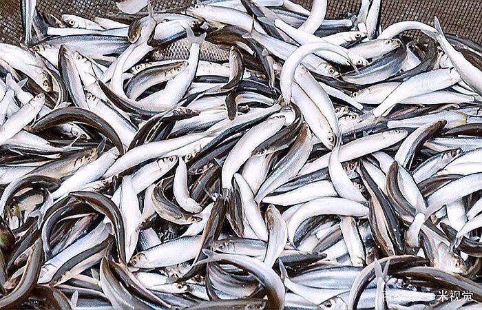 和刀魚相似的魚