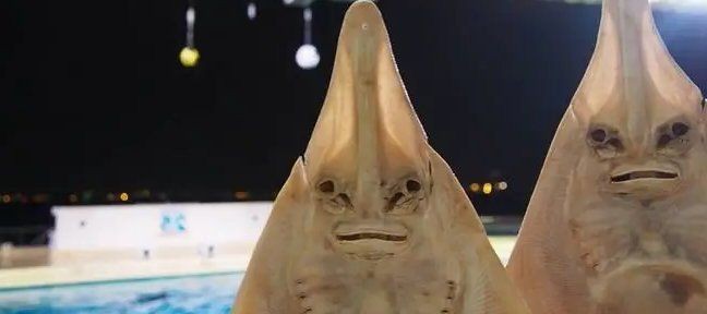 和蝠鲼魚很像,有甲殼的魚