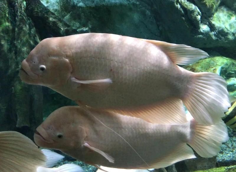 招財龍魚圖片尺寸